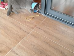 -安安宠医·安宠宠物医院