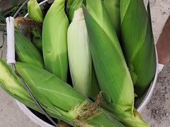 -南汇老顾农家乐采摘大团水蜜桃采摘店