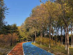 -大兴滨河森林公园