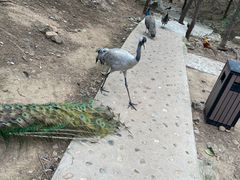 -燕塞湖鸟语林景区