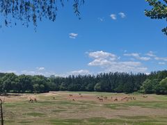 -北京麋鹿生态实验中心