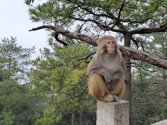 -武陵山森林公园