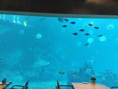 -海棠湾洲际-涛·海底餐厅·美人鱼·自助餐·海底隧道