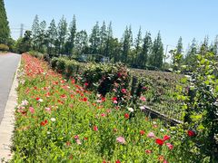 -上海长兴岛郊野公园