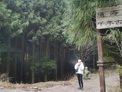 -武陵山森林公园