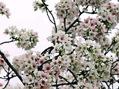 -天适樱花悠乐园