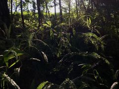 -铁山坪森林公园