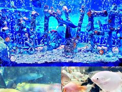 -太平洋海底世界