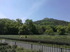 -龙井村