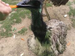 -西霞口神雕山野生动物世界