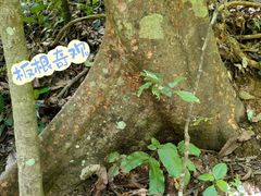 -西双版纳原始森林公园