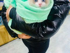 -欣宠猫屋·矮脚拿破仑·蓝金金渐层