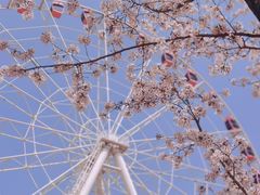 -顾村公园