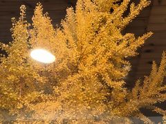 -天正河鲀·河豚亭(大连店)