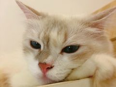 -猫域·湾主题猫咖·宠物吧(南坪城市广场店)