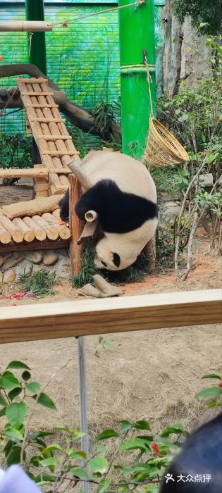 灵玲国际马戏城图片