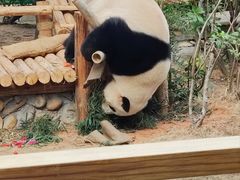 -灵玲国际马戏城