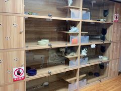 -喵百万·布偶·蓝金金渐层英短·猫舍(百子湾店)