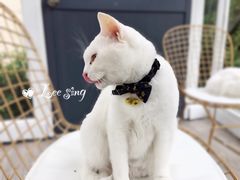 -有猫主题·治愈系猫咖(曾厝垵店)