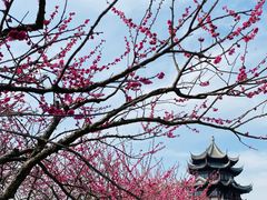 -上海海湾国家森林公园