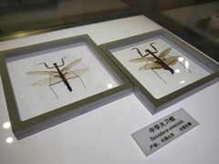 -上海昆虫博物馆