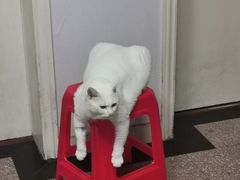 -爱侣·安琦尔宠物医院·中兽医针灸·心内科·狂犬免疫点(宝山区院)