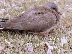 -同济大学(嘉定校区)