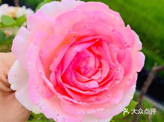 英山桃花冲深山幽谷中的一个美丽的地方