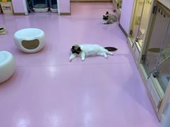-爪爪喵星球·猫舍(前海卓越店)