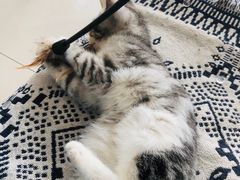 -平行世界·猫咖(首经贸店)