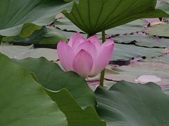 -南翔镇银翔湖公园