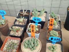 -龙大花卉苗木市场