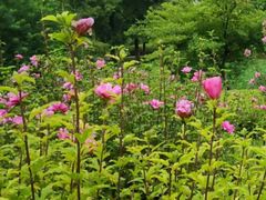 -白塘生态植物园