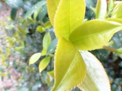android_upload_pic-广州市石门国家森林公园