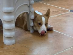 -柯斗斗主题餐厅·狗咖·围炉煮茶·茶饮(国瑞升平里店)