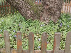 -徐家汇源景区-衡山公园