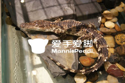 a-11-爱手爱脚指甲造型