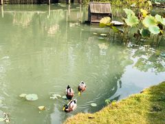 -乌村