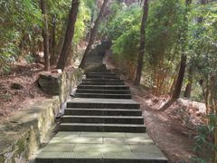 -铁山坪森林公园