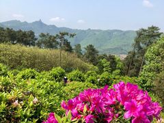 -南山植物园