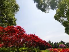-上海鲜花港