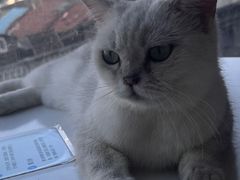 -怪兽屋·羊驼·猫咖·狗咖(俊华广场店)