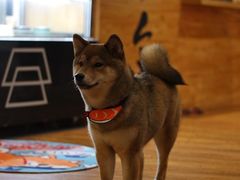 -柴务处·柴犬主题狗咖