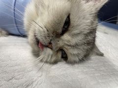 -伟伟宠物医院·瑞派猫友好医院·猫科(光谷店)