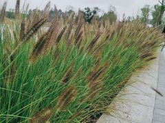 -白鹭湾湿地公园