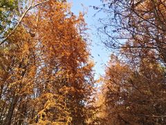 -上海海湾国家森林公园