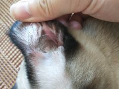-达爱动物医院·犬猫分区·CT·复杂眼科(远洋山水分院)