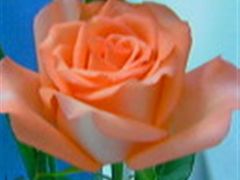 店里的红玫瑰-甜蜜蜜港式茶餐厅(虹梅店)