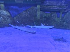 -秦皇岛新澳海底世界