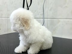 -瑞鹏瑞爱宠物医院·全科·猫科·血液透析中心(龙头寺店)